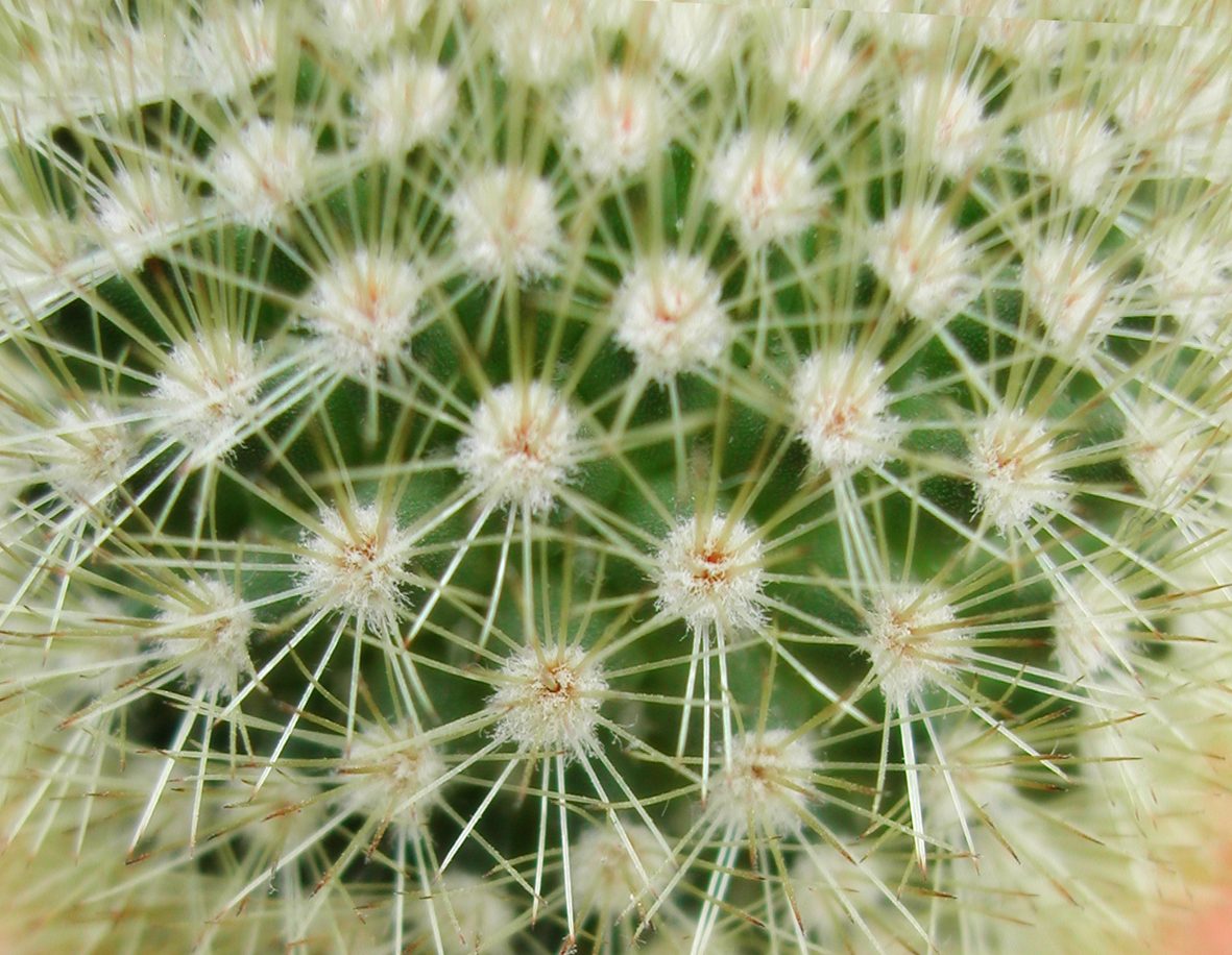 #16 – Cloroquina